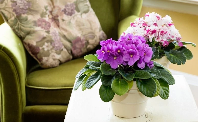 Hvordan man passer på violer: tips og plantningsformer til at dyrke denne yndefulde blomst