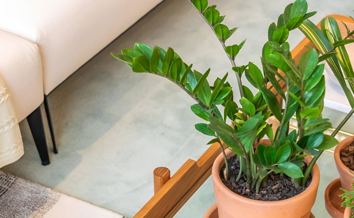 Hvordan man passer på zamioculca og dyrker planten derhjemme