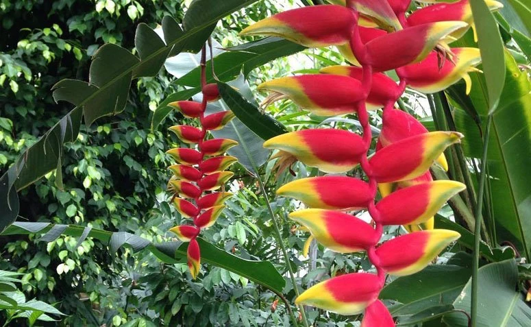 Геліконія: види та поради щодо вирощування цієї пишної тропічної рослини