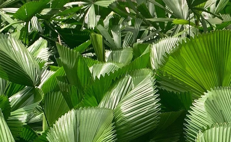 Vse, kar morate vedeti o ventilatorski palmi