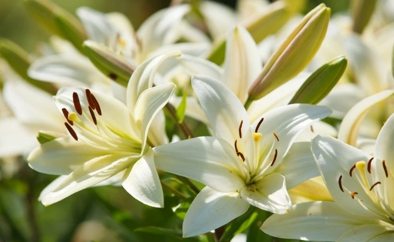 Лілія: основні види та як вирощувати цю ніжну квітку
