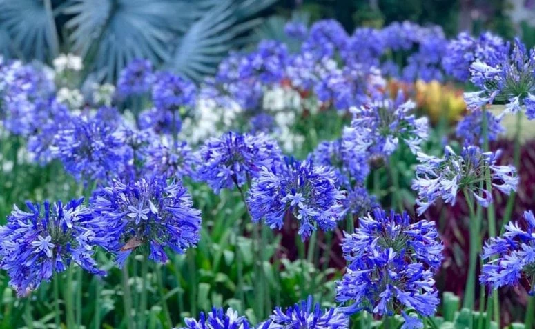 9 blaue Blumen, die der Umgebung einen farbenfrohen Charme verleihen