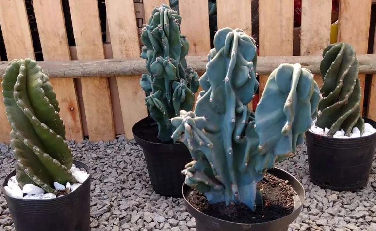 10 idei de utilizare a cactusului monstru într-o grădină a pasiunii
