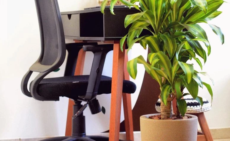 18 irodai növényfaj a környezet energiájának növelése érdekében