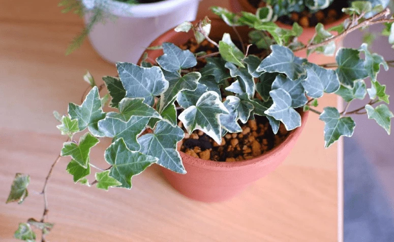 12 foto tanaman ivy dalam dekorasi dan tips perawatan penting