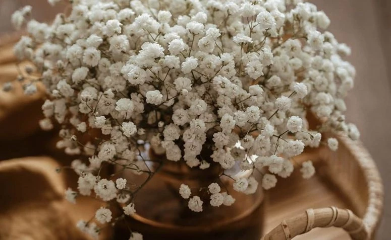 लामखुट्टे फूल: यसको हेरचाह कसरी गर्ने र तपाईंलाई प्रेरणा दिन 60 सुन्दर व्यवस्था