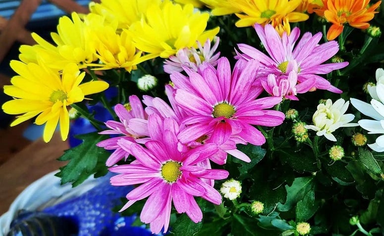 7 tips tentang cara menanam bunga krisan dan memiliki suasana ceria di rumah