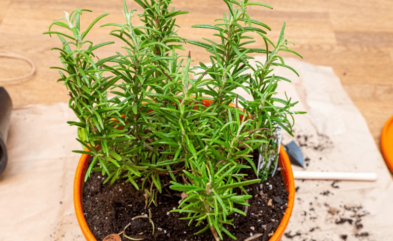Hoe rosemary te plantsjen: 6 feilige tips om de plant thús te groeien