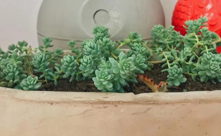 Pot pikeun succulents: 70 ideu pikeun tumuwuh pepelakan leutik anjeun