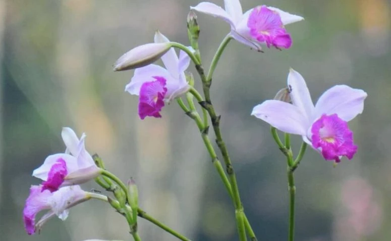 Bambu orkidea: kukkatyypit ja miten kasvattaa tätä kaunista lajia