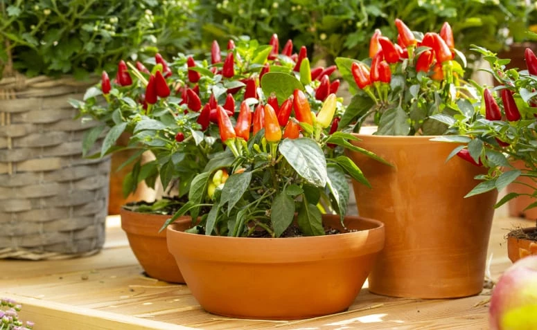 Pelajari cara menanam paprika di rumah dengan tips sederhana dan menakjubkan