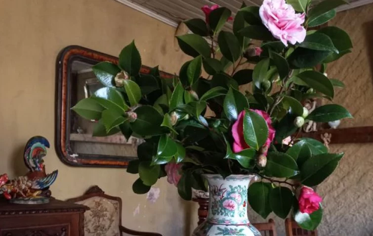 5 consellos para cultivar camelia e decorar a túa casa coa flor