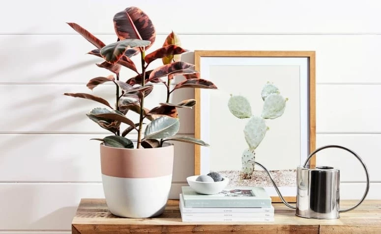 Get to know the ficus elastica and fall in love with its colors