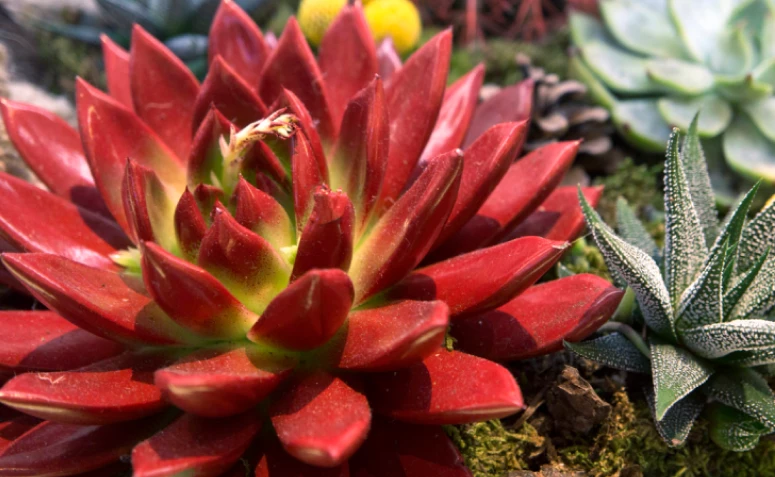 Paano gumawa ng mga makukulay na succulents: mga tip at inspirasyon