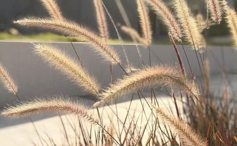 30 teksaških modela trave za transformaciju vašeg vrta