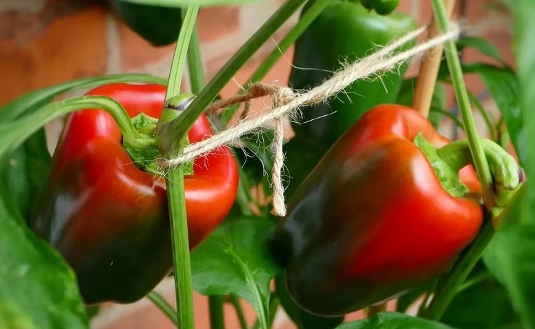Kuidas kasvatada paprikat: 9 väärtuslikku nõuannet taime kasvatamiseks kodus