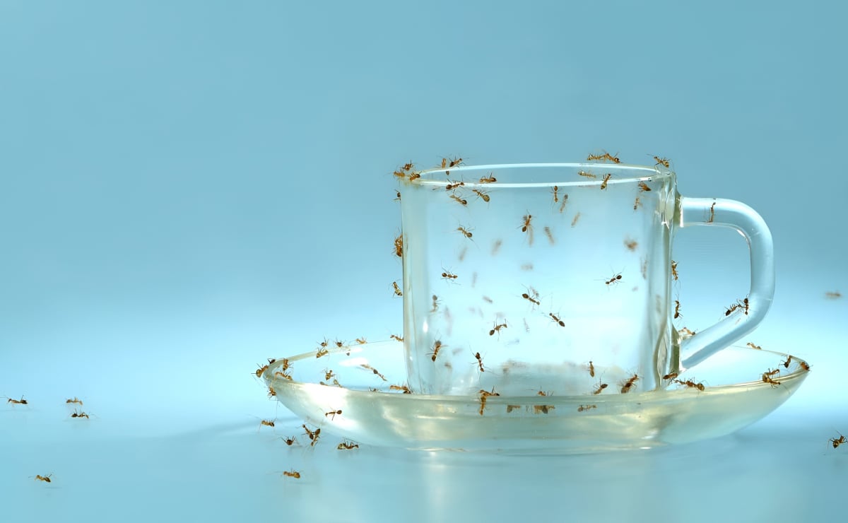 Mravenci: 22 praktických triků, jak s nimi bojovat a předcházet jim